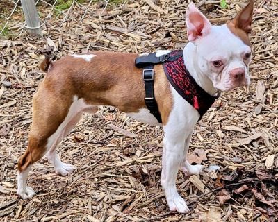 Amos - Boston Terrier Male Dog for Adoption