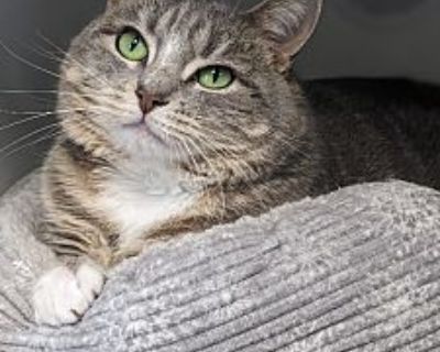 Pandora - Domestic Shorthair Female Cat for Adoption