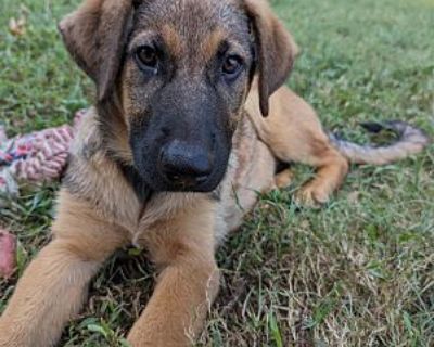 Janelle (16wk PUPPY) - German Shepherd Dog Female Puppy for Adoption