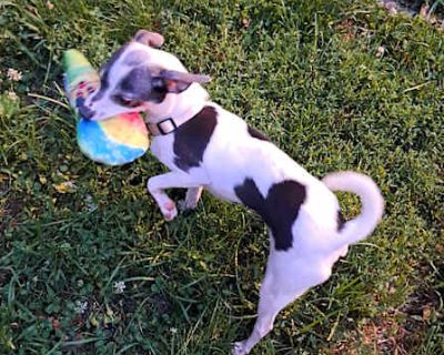 Nani - Chihuahua Female Dog for Adoption