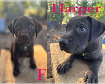 The Bridge Litter , girls - Labrador Retriever Female Baby