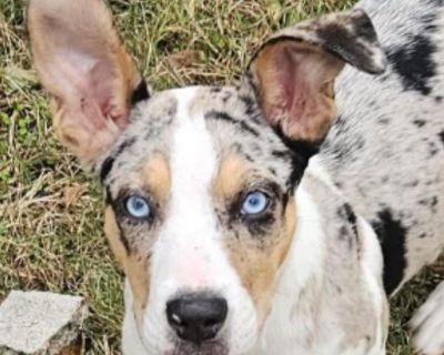 Sparky - Catahoula Leopard Dog Mix Male Puppy for Adoption