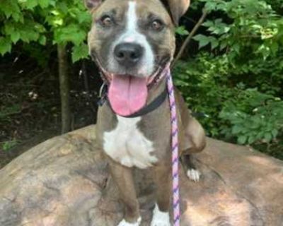 Mama Mia - American Pit Bull Terrier Female Dog for Adoption