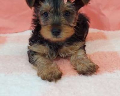 Olivia - Yorkie, Yorkshire Terrier Female Puppy for Adoption