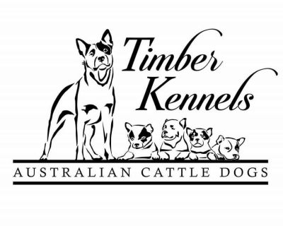 4 Male and 1 Female Australian Cattle Dog Puppies for Sale