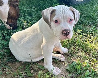 Francesca - Pit Bull Terrier/Hound (Unknown Type) Mix Female Puppy for Adoption