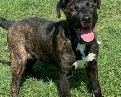 Jack - German Shorthaired Pointer Male Dog for Adoption