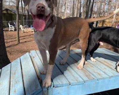 Sage - American Pit Bull Terrier Female Dog for Adoption
