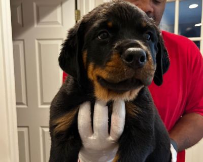 1 Male and 2 Female Rottweiler Puppies for Sale