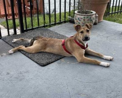 LYRA - German Shepherd Dog/Terrier (Unknown Type, Medium) Mix Female Dog for Adoption