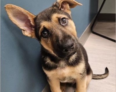 Barkley - Male Puppy German Shepherd mix for Adoption