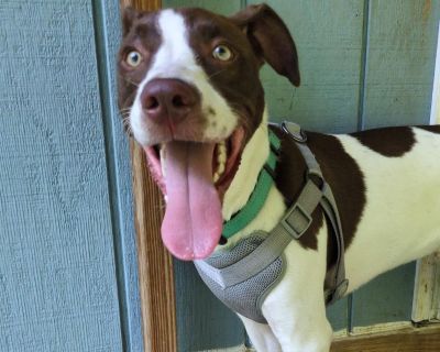 Meet Finny, a 1-year-old hunting dog mix with one clear goal in life, finding his very own woman. Finny is a total heartthrob who bonds deeply with his girl and wants a female-only home. Men make him nervous, and in a home with men, they will need to give him space and pretend he does not exist. He may learn to tolerate them, but they will never be his people, and his adopter must respect that....