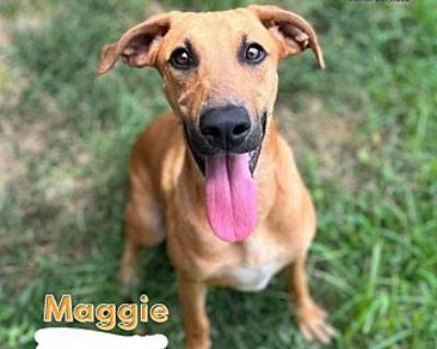 Maggie - Doberman Pinscher Female Puppy for Adoption