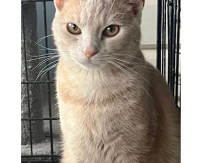 Mirth - Domestic Short Hair Mix Male Cat for Adoption