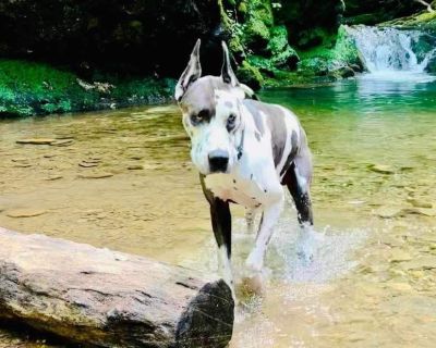 Great Dane Puppies