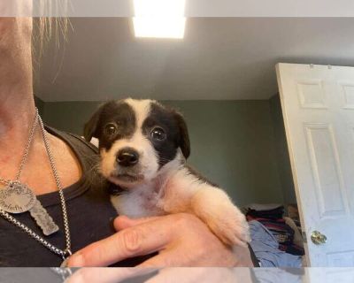 Penelope Rose - Chihuahua Mix Female Puppy for Adoption