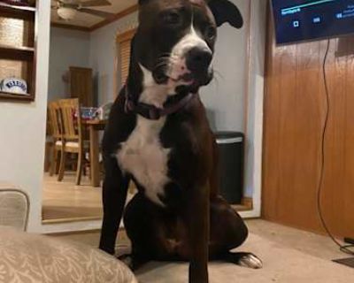 Deliah - American Pit Bull Terrier/American Pit Bull Terrier Mix Female Dog for Adoption