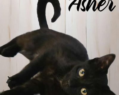 Child. Black (mostly). Hair: short. Asher is extremely loveable, cuddly, playful and curious. He follows us around like a puppy and always wants to be near us. He gets along with other cats and enjoys running and playing with them. I'm sure he would do fine with kids and dogs too. Adoption process We require an adoption fee. Shelter location We are a foster based rescue so meet and greets are u...