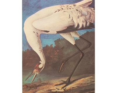 Whooping Crane After Audubon, 1966 Cottage Style Print
