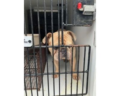 GINGERBREAD MAN - French Bulldog/Mixed Breed (Medium) Mix Male Dog for Adoption