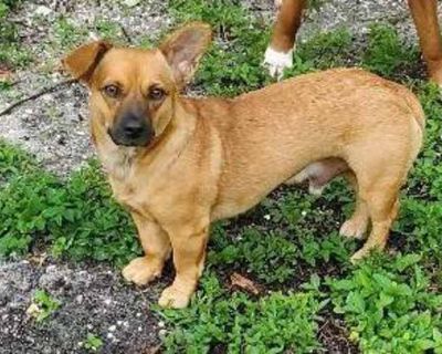 Ozzy - Corgi/Dachshund Mix Male Dog for Adoption