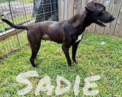 Sadie - Mixed Breed (Medium) Female Dog for Adoption