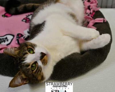 Strawberry - Domestic Shorthair Female Cat for Adoption