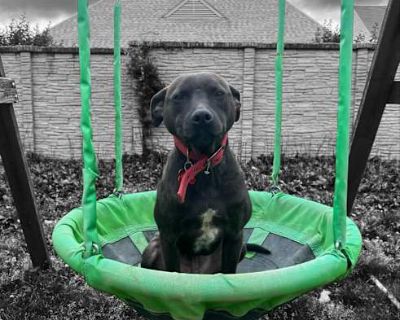 Gravy - Pit Bull Terrier/American Staffordshire Terrier Mix Male Dog for Adoption