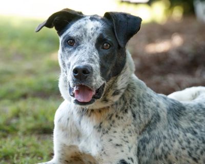 Zepplin 12626 - Pointer, German Shorthaired/Mixed Breed (Medium) - Adult Male
