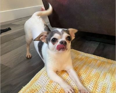 Petunia - Female Puppy Chihuahua mix for Adoption