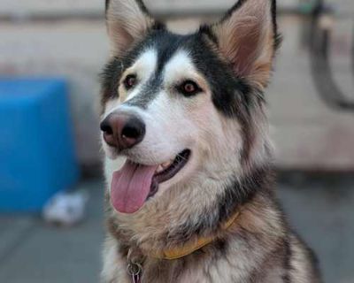 Erza - Husky/Mixed Breed (Large) Mix Female Dog for Adoption