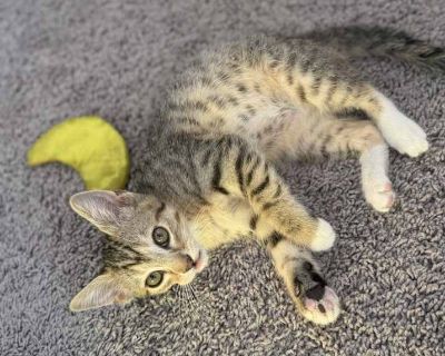 Murphy - Domestic Shorthair Male Kitten for Adoption