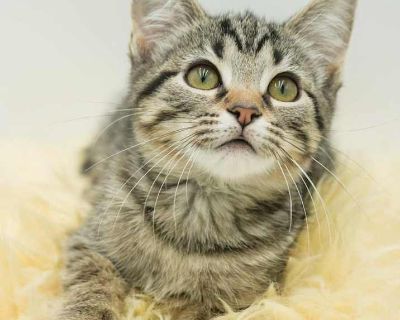 Child. Brown tabby. Hair: medium. Microchipped. Vaccinated. Hereee'ssss Herbie! Our super cuddly SWEETHEART! Our fosters are have so many kittens are now big enough to be adopted. They are anywhere from 8 to 10 wks old so ALL are TOO SMALL TO GO as SOLO pets to a home UNLESS u already have a young cat in your home - so have to be paired up. They are absolutely the sweetest and simply some of th...