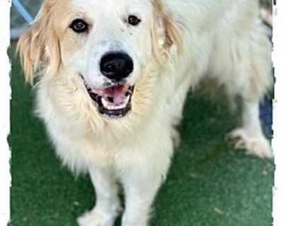 LOKI - Great Pyrenees Male for Adoption