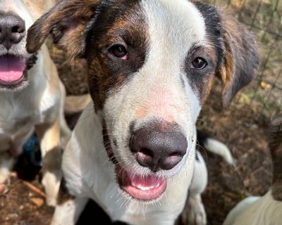 Scout - Hound Mix Male Dog for Adoption