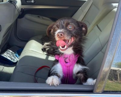 Ozzy - Wirehaired Terrier Mix Male Dog for Adoption