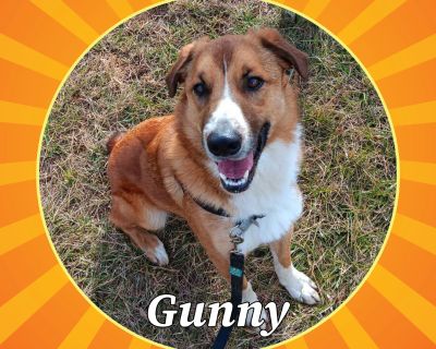 Gunny - Belgian Shepherd / Malinois & Australian Shepherd Mix Male Dog for Adoption