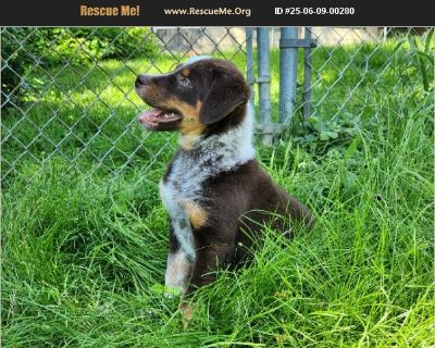 Tuffnut - Male Puppy Australian Shepherd / Border Collie for Adoption