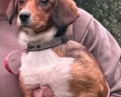 Meet Mae! She is an 8-month-old, under 20lbs. sweet girl. She is ready to start the next chapter of her life. Mae looks to be mixed with Corgi and most likely Beagle or dachshund. She has a gentle heart and lots of love to give. She and her sister were sadly abandoned at a home in August, covered in fleas - but you'd never know it now by their bright eyes and happy tails. Her sister Polly has b...