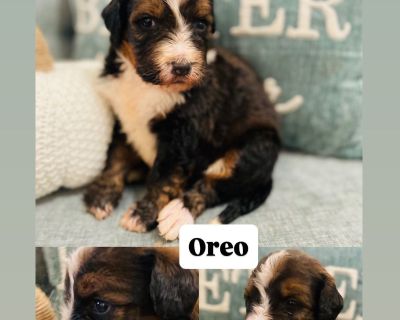 F1 Bernadoodle, mom is a beautiful Bernese Mountain Dog and dad is an AKC poodle. Oreo will be ready to go to his forever home with up to date vaccinations, deworming, and DNA testing. He will be microchipped and introduced to potty training.. Friendly, playful, family-oriented