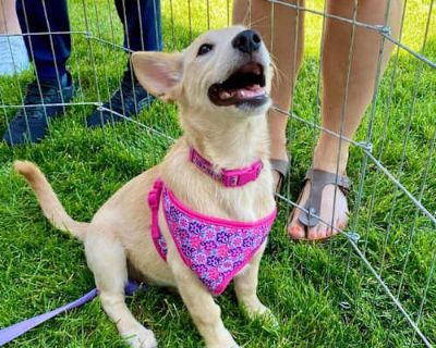 Gianna - German Shepherd Dog/Labrador Retriever Mix Female Dog for Adoption