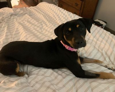 Roxie (122679) (in a foster home) - Rottweiler Mix Female Dog for Adoption