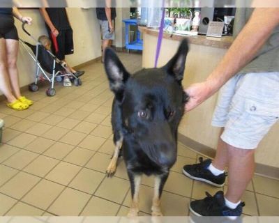 HELSING - German Shepherd Dog Male Puppy for Adoption