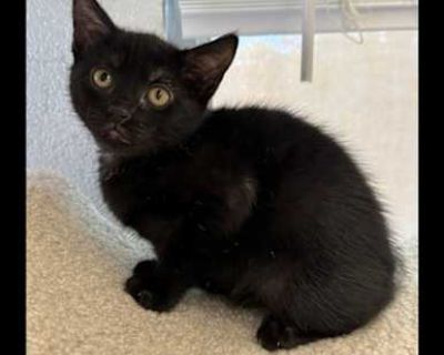 Lima - Domestic Shorthair Female Cat for Adoption