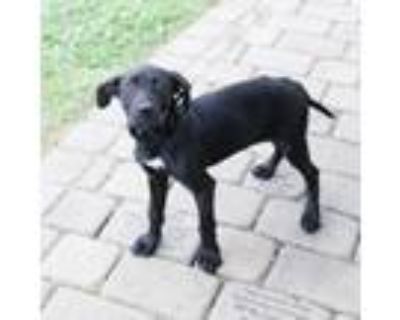 Adopt Phoebe Heyerdahl 12769 a Black Labrador Retriever, Mixed Breed