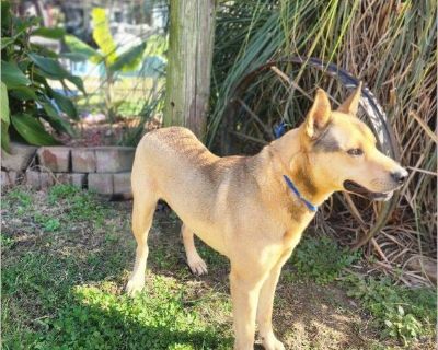 Say hello to Conrad! He's a beautiful Shepherd mix who is approximately 2 years old and fully grown at 48 pounds. He has beautiful markings on his coat that don't come through on his photos. Conrad is living with a Foster family and they say he's so easy to live with. He loves to play with other dogs and loves everyone he meets. He's a very smart boy and our Vet said he's the best dog with the ...