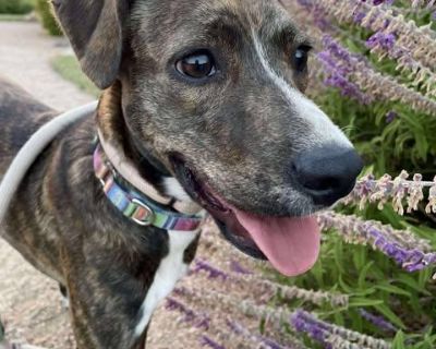 Meet Cleo Your High-Energy Adventure Buddy If you re looking for a smart, playful, and athletic pup who s ready to join you on every adventure, Cleo is your girl! At just 9 months old, this adorable bundle of energy is already turning heads with her goofy personality, impressive athleticism, and zest for life. Cleo s ideal home is an active one either with another playful dog to romp with or an...