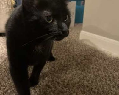dudu - American Shorthair Male Cat for Adoption