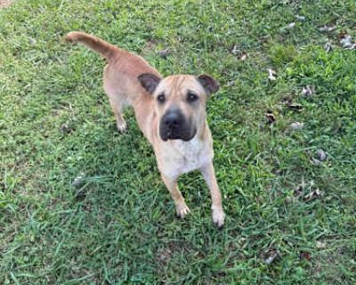 Sardine - Shar Pei Female Dog for Adoption