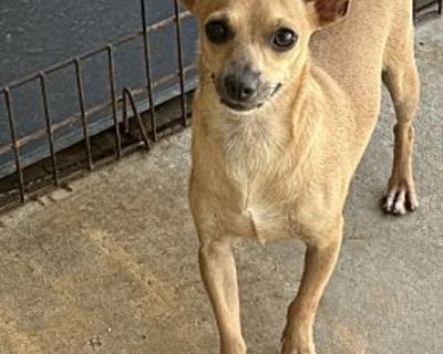 Stan - Chihuahua Male Dog for Adoption